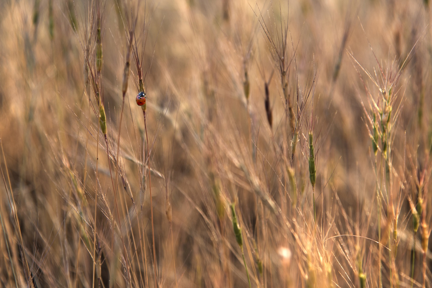 Ladybug